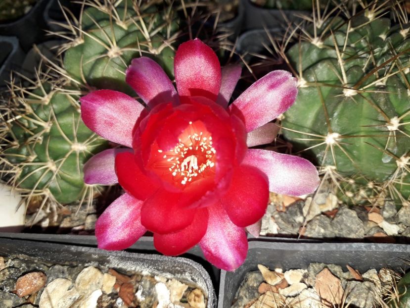 Lobivia sp - Cactusi înfloriti 2019