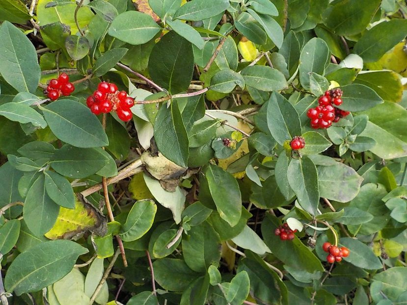  - lonicera