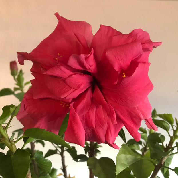  - Hibiscus 2019