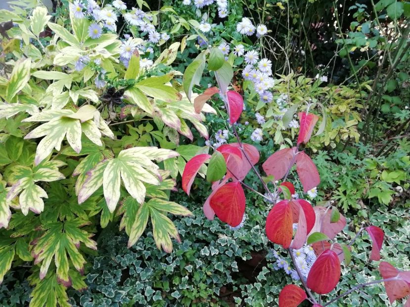 Cornus florida Cloud Nine - Grădina 2019 sfârșit de sezon