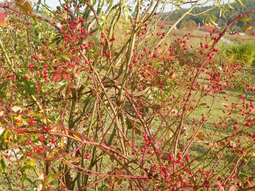 rosa multiflora - Trandafiri 2019 5