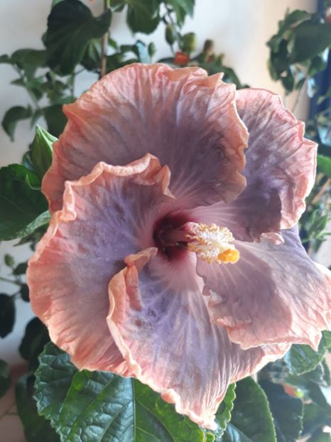 Creole Lady - HIBISCUS