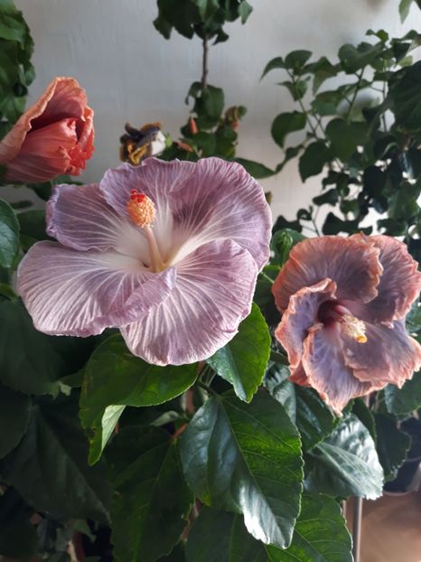  - HIBISCUS