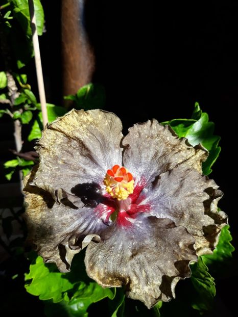  - HIBISCUS