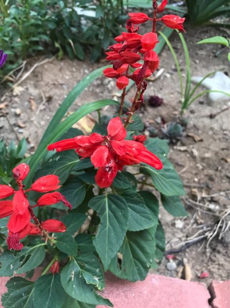 Salvia - Plantele mele de gradina