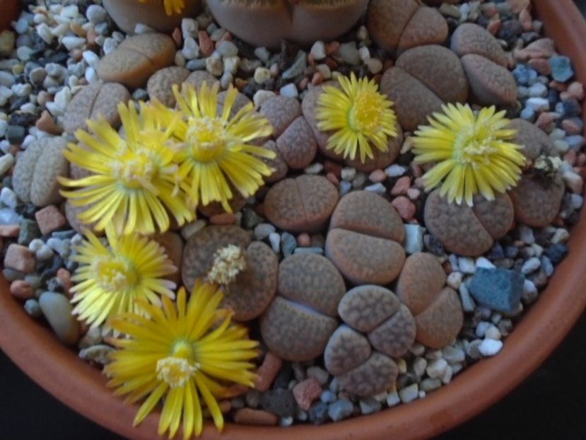 Lithops - Suculente 2019