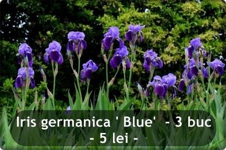 iris-germanica-pack-5-buc_45 - Oferta toamna 2019