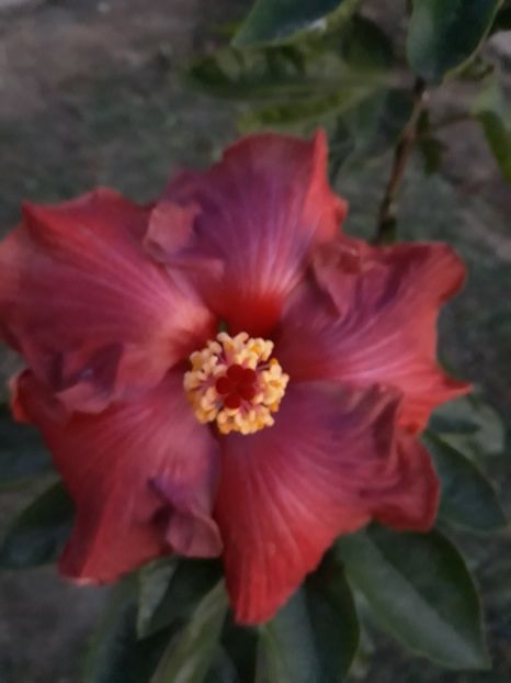  - HIBISCUS ADAGIO