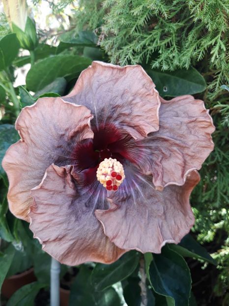  - 1- HIBISCUS 2019