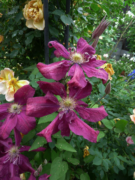  - Clematis