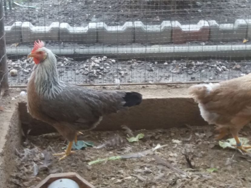  - Găini italiene de vanzare 2019 II