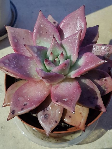 Echeveria agavoides Romeo Rubin - Echeveria