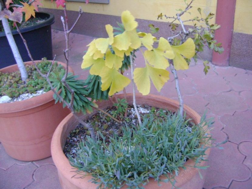 Ginkgo biloba - Bonsai si prebonsai 2018-2020