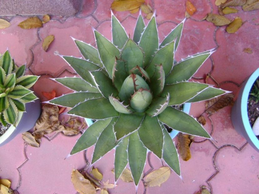 Agave horrida - Agave si Yucca 2019