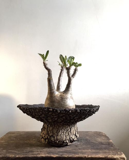 Pachypodium rosulatum ssp. gracilius - Vase - aranjamente - accesorii