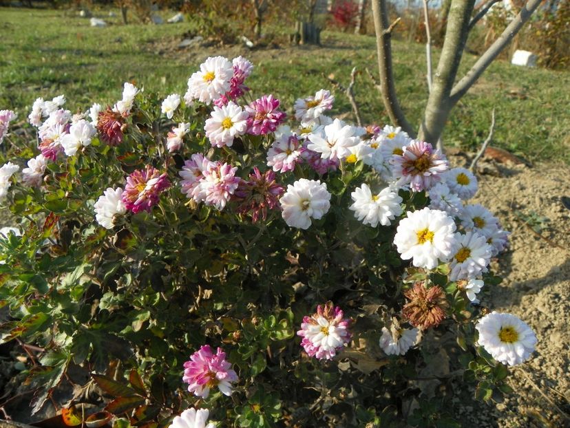 chrysanthemum Julia - Dobarland 2019 4