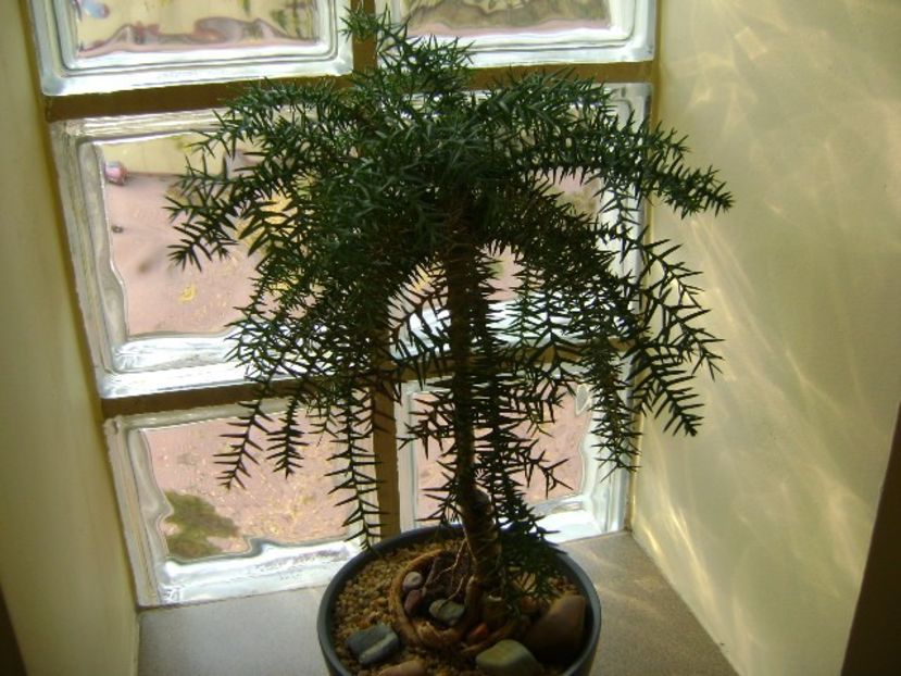 Araucaria cunninghamii v. glauca - Bonsai si prebonsai 2018-2020