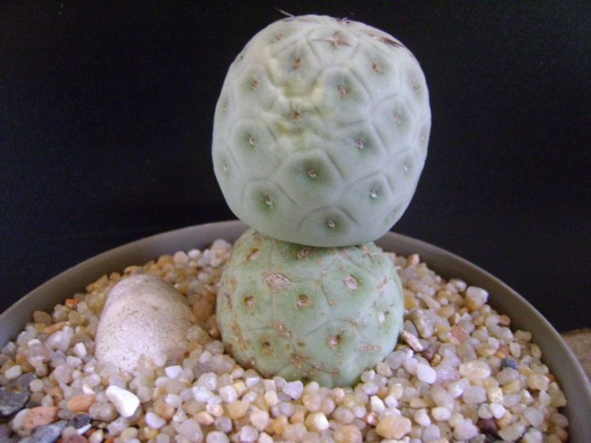 Tephrocactus geometricus - Cactusi 2019 final - catalogare 1