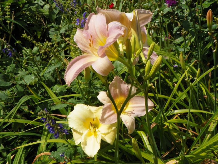 27 iul (14) - Hemerocallis 2019