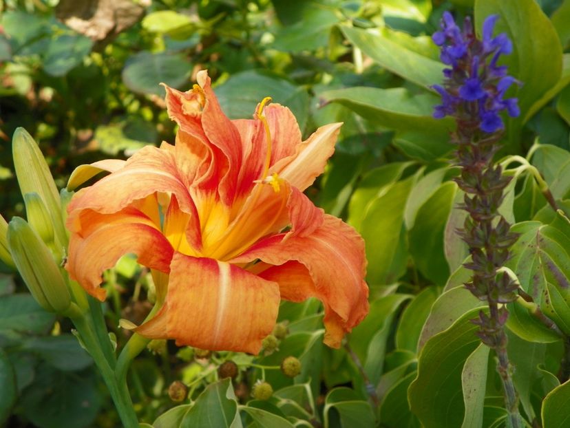 3 aug (23) - Hemerocallis 2019