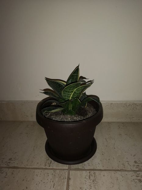 Sansevieria Hahnii marginata - Sansevieria