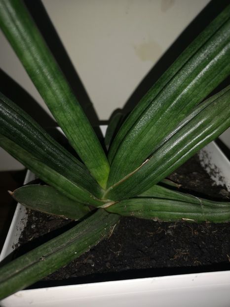 Sansevieria ED-EBY - Sansevieria