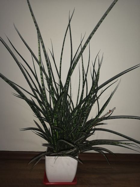 Sansevieria Fernwood - Sansevieria