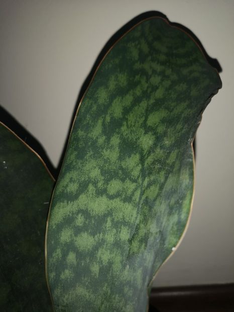 Sansevieria Masoniana - Sansevieria