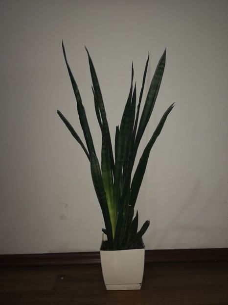 Sansevieria  roxburgiana - Sansevieria