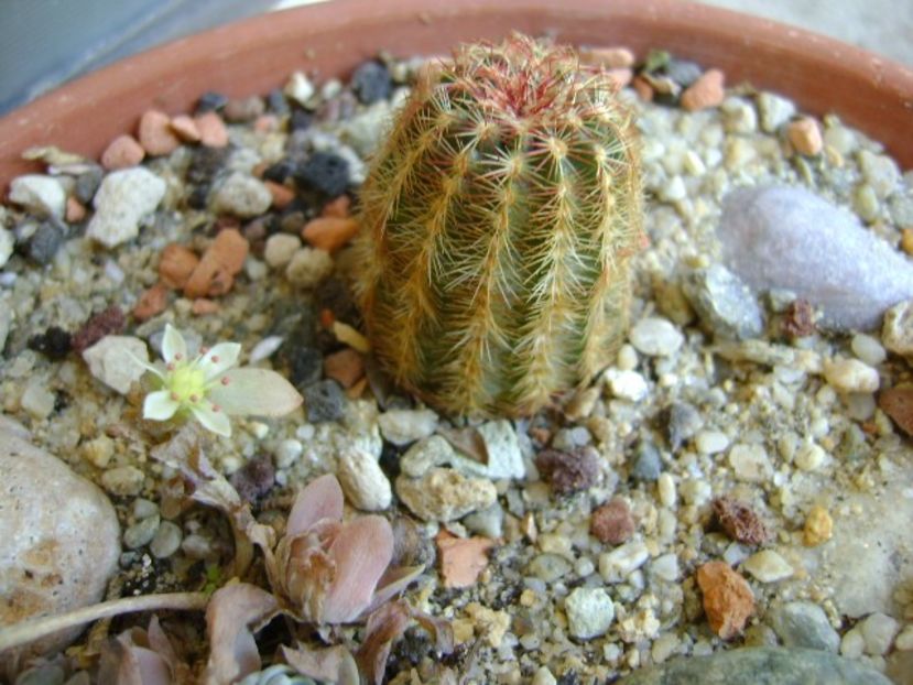 Echinocereus viridiflorus (-20C) - Cactusi 2019 final - catalogare 1