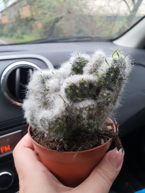  - CACTUSI rog identificare