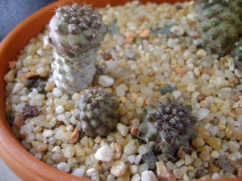 Copiapoa humilis ssp. tenuissima & Copiapoa minima - Cactusi 2019 final - catalogare 1