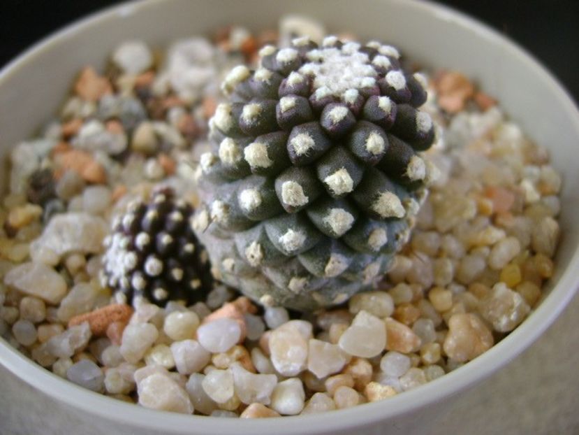 Copiapoa humilis ssp. tenuissima f. monstruosa - Cactusi 2019 final - catalogare 1