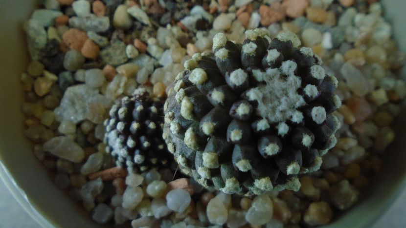 Copiapoa humilis ssp. tenuissima f. monstruosa - Cactusi 2019 final - catalogare 1