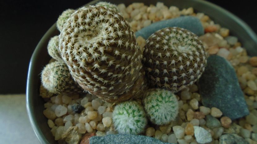 Copiapoa laui - Cactusi 2019 final - catalogare 1