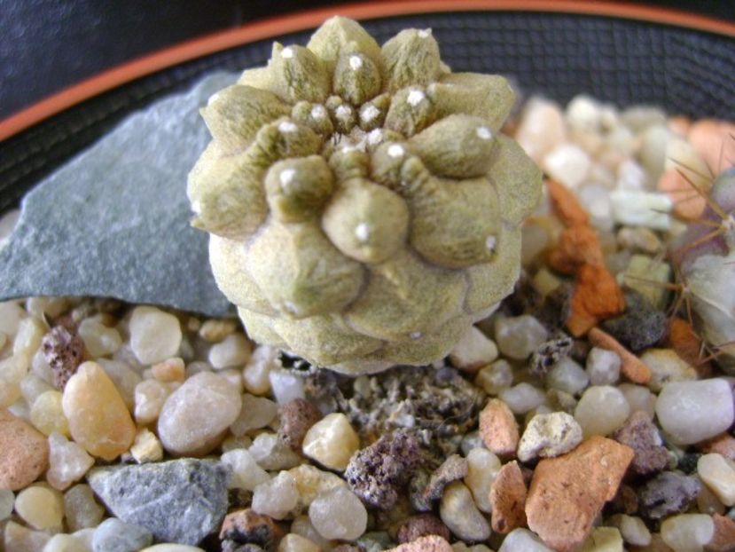 Copiapoa hypogaea cv. Lizard Skin - Cactusi 2019 final - catalogare 1