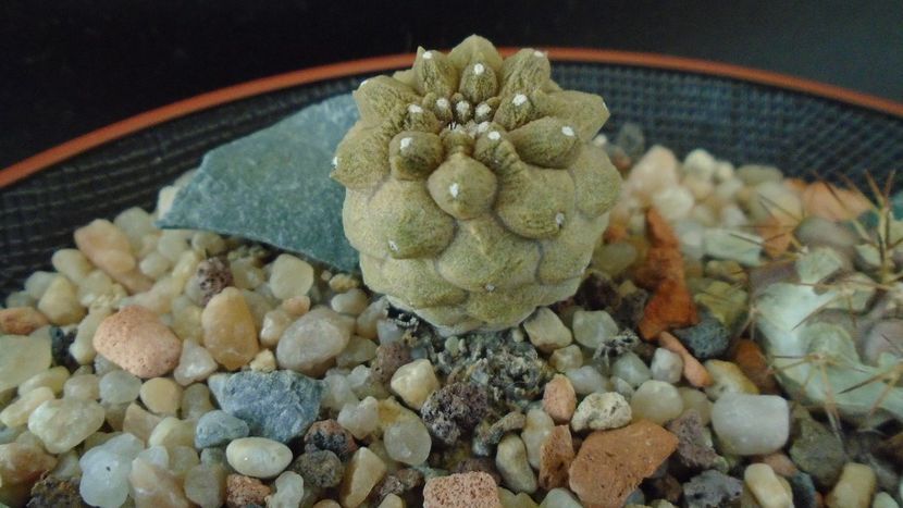 Copiapoa hypogaea cv. Lizard Skin - Cactusi 2019 final - catalogare 1