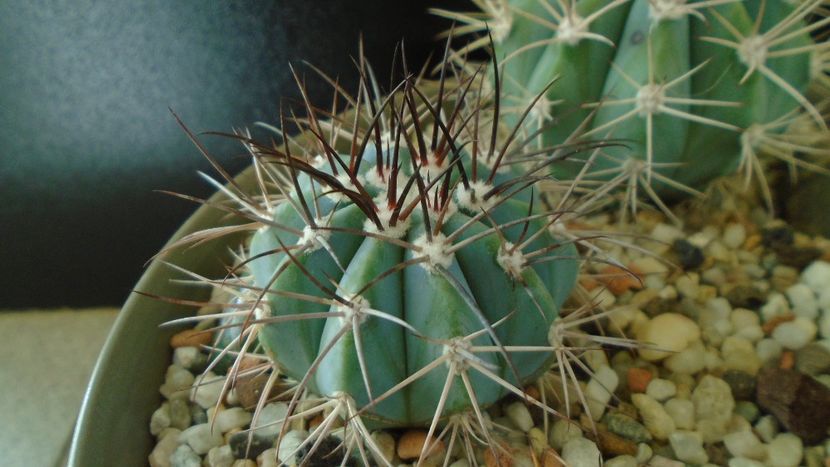 Melocactus azureus - Cactusi 2019 final - catalogare 1