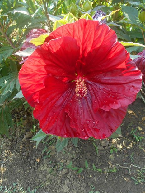  - Hibiscus Summerific Cranberry Crush 2019