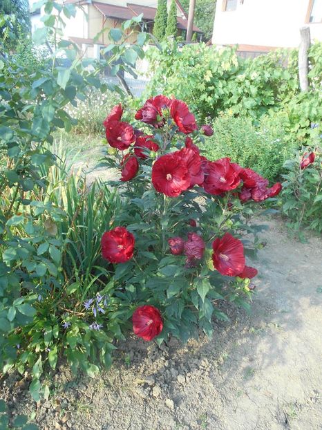  - Hibiscus Summerific Cranberry Crush 2019