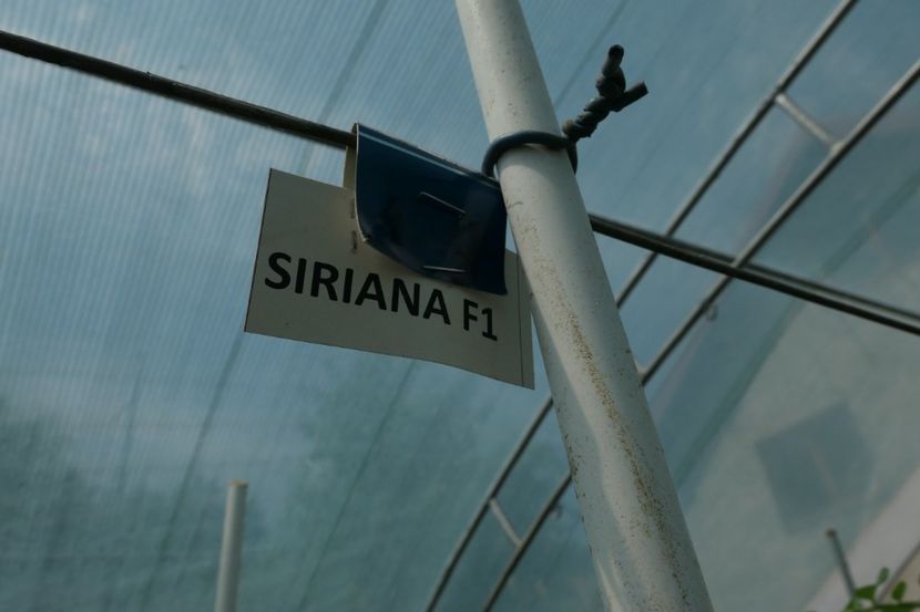 SIRIANA F1 PR (2) - SIRIANA F1