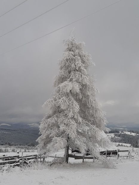  - Iarna Bucovina