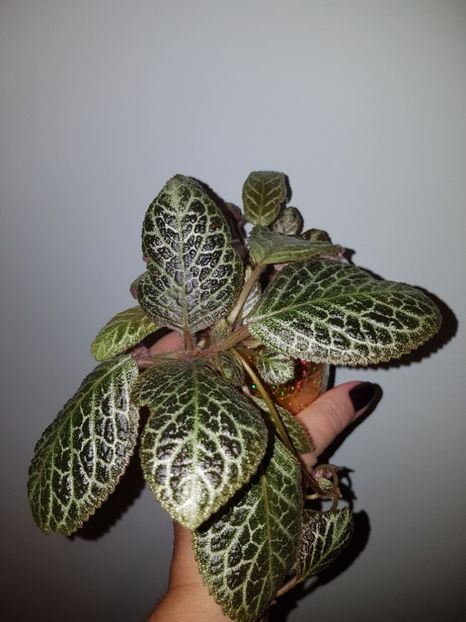  - Episcia 2019