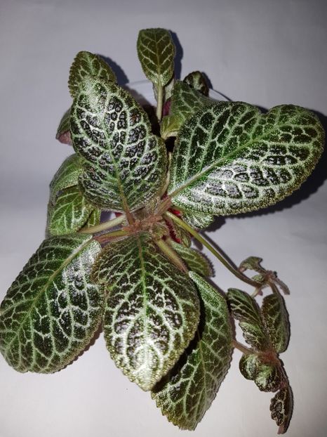  - Episcia 2019