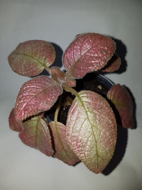  - Episcia 2019