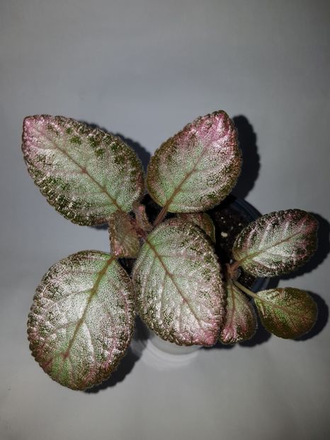  - Episcia 2019