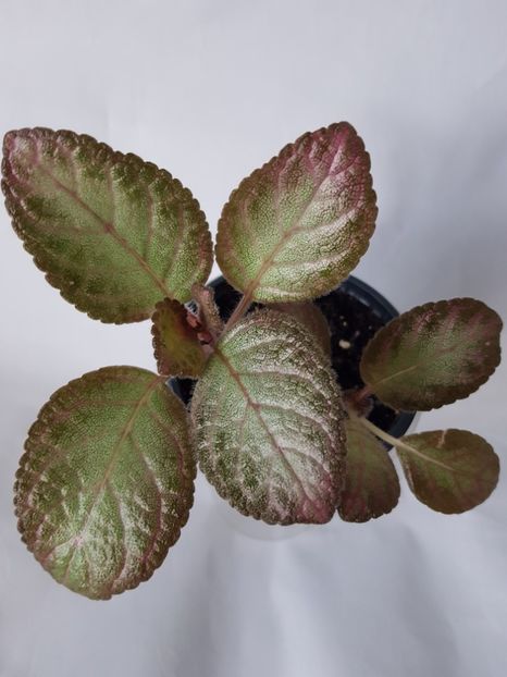  - Episcia 2019