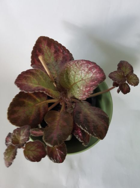  - Episcia 2019