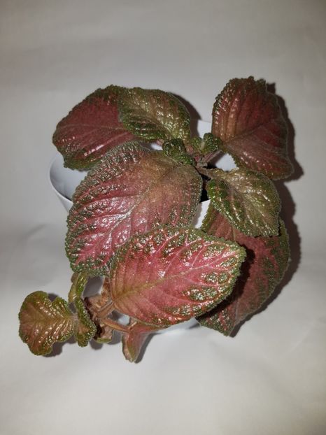  - Episcia 2019