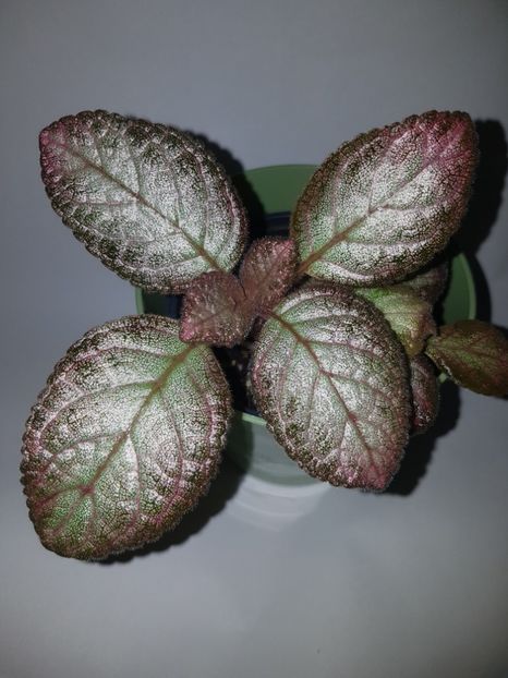  - Episcia 2019